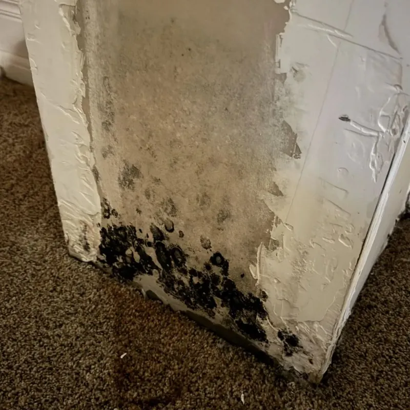 Professional Mold Removal in Belvidere, IL
